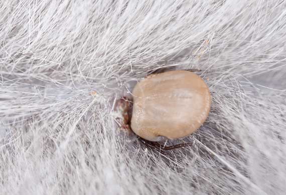 Can Ticks Transmit Disease to Cats